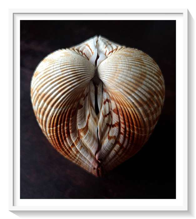 A Beautiful Medium Sized Clam Shell in Lovely Condition Roughly 60mm by 90mm ***