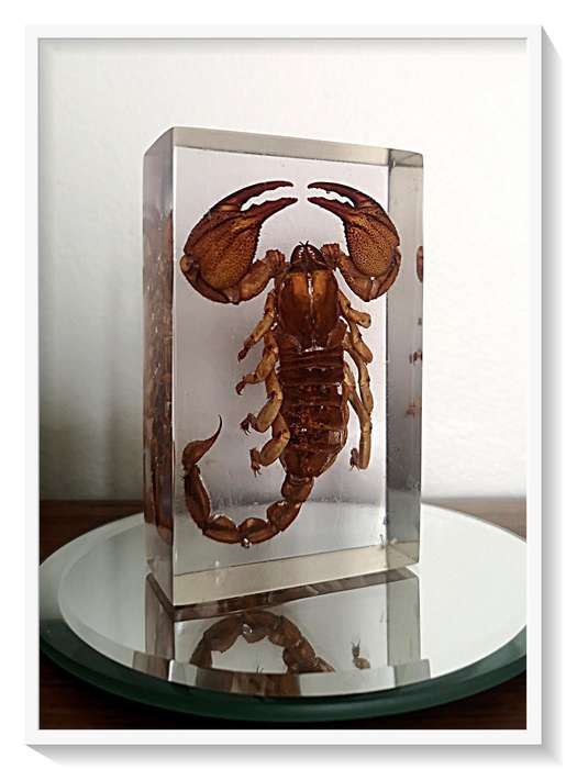 A Pristine Example of an Authentic Large Nipper Scorpion - 100mm in Clear Resin Block - Insect / Bug