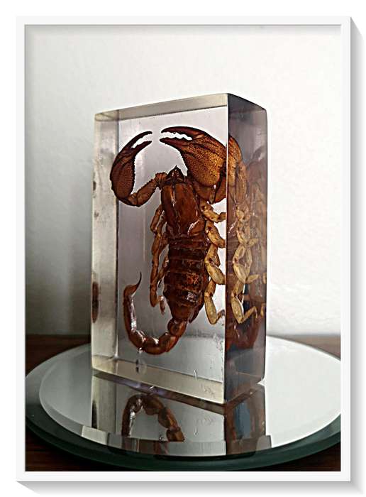 A Pristine Example of an Authentic Large Nipper Scorpion - 100mm in Clear Resin Block - Insect / Bug