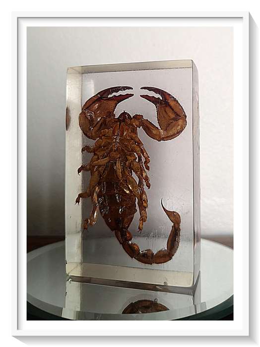 A Pristine Example of an Authentic Large Nipper Scorpion - 100mm in Clear Resin Block - Insect / Bug