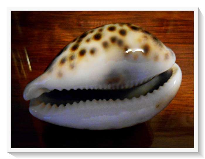 A Smooth Large Cowrie Shell