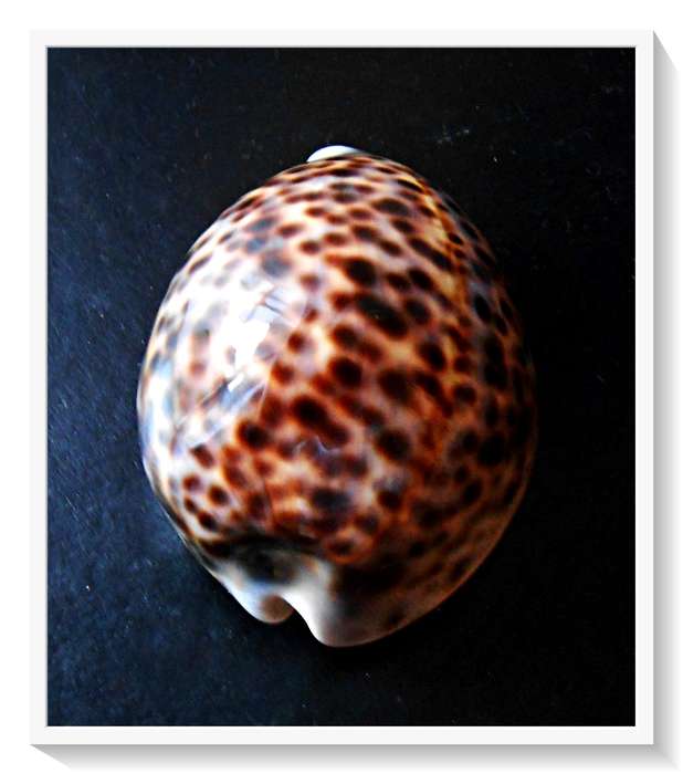 A Smooth Large Cowrie Shell
