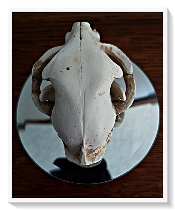 Natural Skull of a Cat Cast in Solid Resin - Beautifully Realistic Replica Roughly 10cm by 8cm - NEW