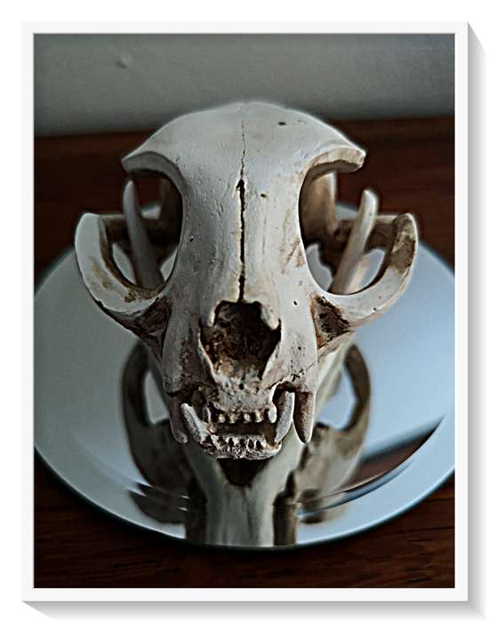 Natural Skull of a Cat Cast in Solid Resin - Beautifully Realistic Replica Roughly 10cm by 8cm - NEW