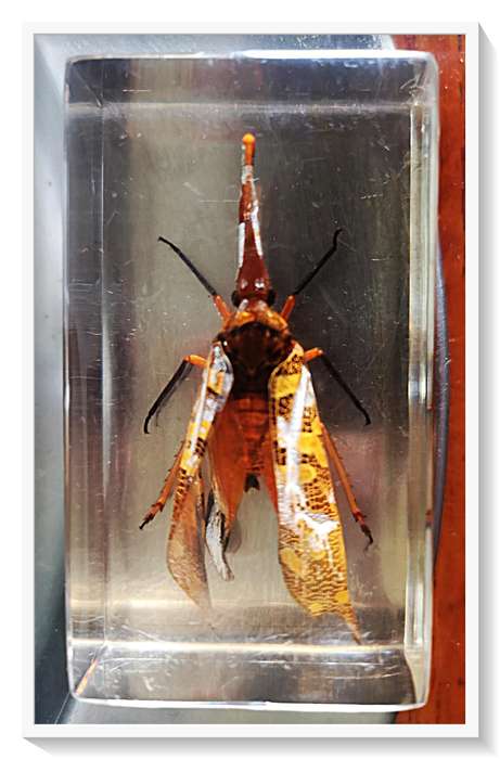 Strange Flying Insect Bug or Beetle encased in a Resin Glass - A Great Gift for a Bug Lover*