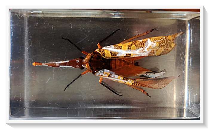 Strange Flying Insect Bug or Beetle encased in a Resin Glass - A Great Gift for a Bug Lover*