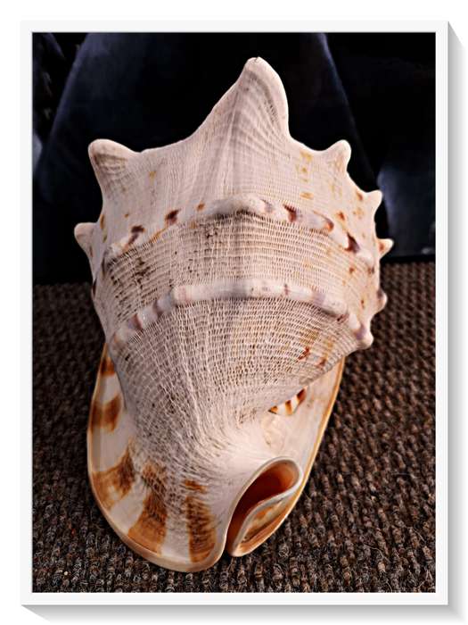 Large Seashell Cassis Cornuta Queen Horned Helmet Natural Shell - No Chips or Fractures