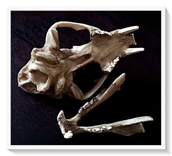 Wolf Skull - Cast in Solid Resin - Natural and Realistic Replica that is Hand-Painted and Textured*