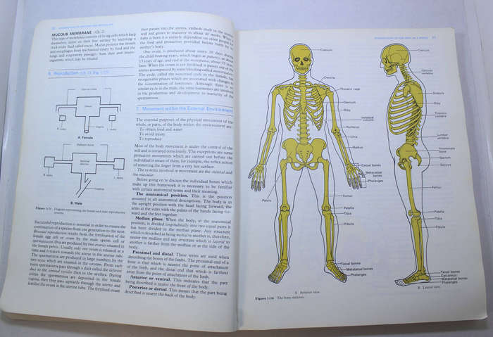 Foundations Of Anatomy & Physiology by Ross & Wilson Softcover Book