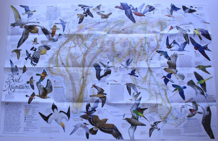 National Geographic Folded Map Bird Migration Eastern and Western Hemispheres, April 2004