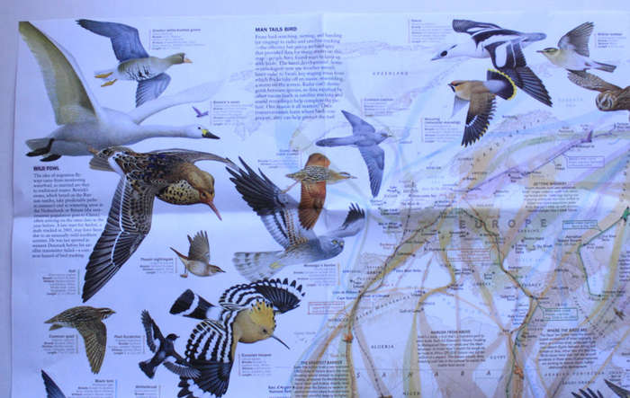 National Geographic Folded Map Bird Migration Eastern and Western Hemispheres, April 2004