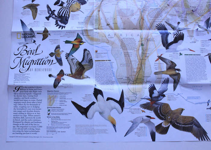 National Geographic Folded Map Bird Migration Eastern and Western Hemispheres, April 2004