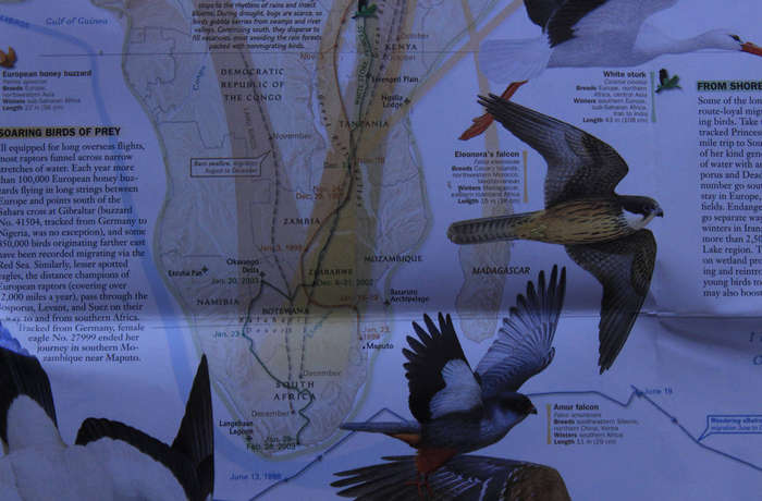 National Geographic Folded Map Bird Migration Eastern and Western Hemispheres, April 2004