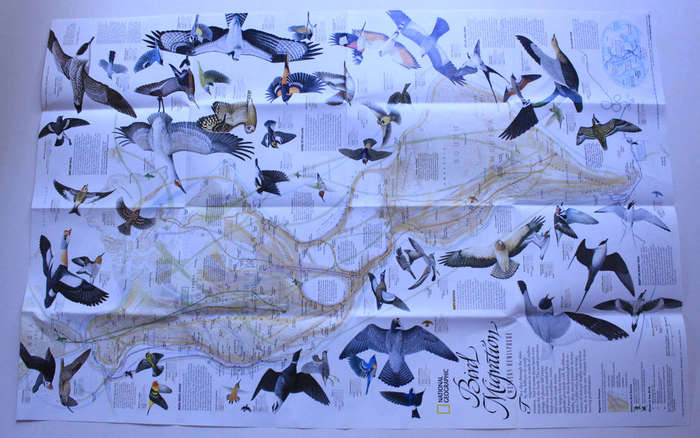 National Geographic Folded Map Bird Migration Eastern and Western Hemispheres, April 2004