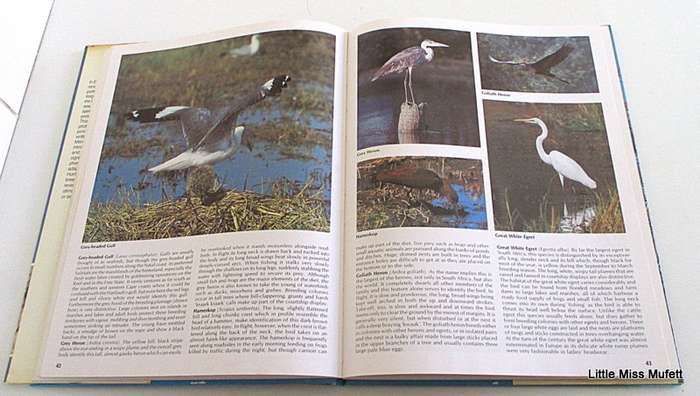 EVERONE'S GUIDE TO SOUTH AFRICAN BIRDS