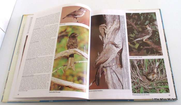 EVERONE'S GUIDE TO SOUTH AFRICAN BIRDS
