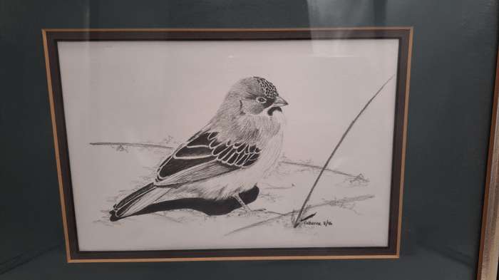 Drawing of a Scalyfeatherd Finch by Artist Catherine- Framed 38cm x 31,5cm x 2cm