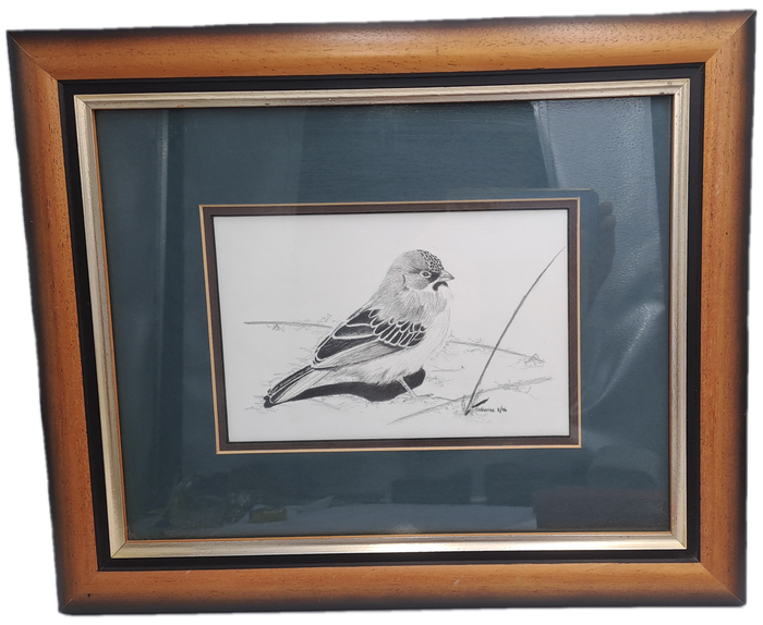 Drawing of a Scalyfeatherd Finch by Artist Catherine- Framed 38cm x 31,5cm x 2cm