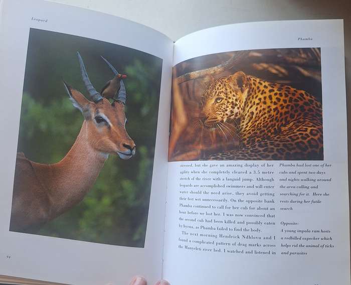 Leopard By Gerald Hinde
