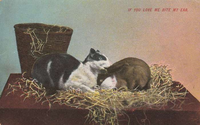 Post Card Cats and Bunnies If you love me bite my ear