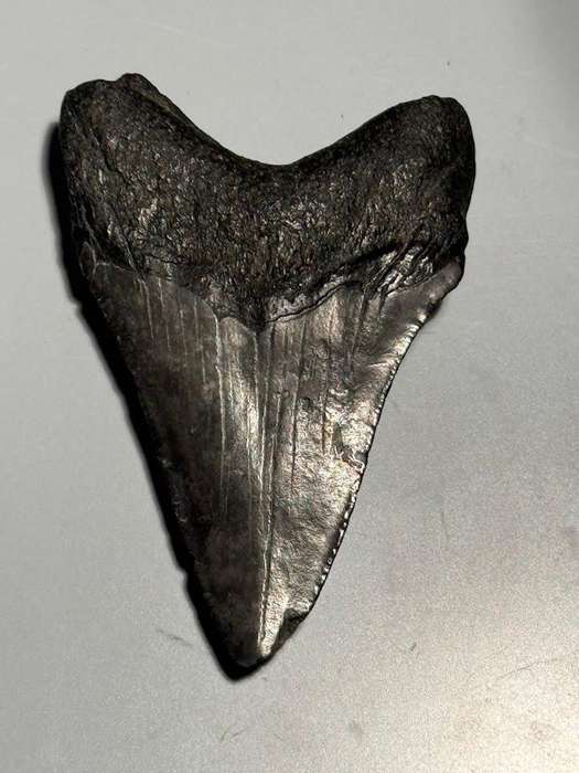 Fossil shark tooth Carcharodon Megalodon Great white Shark. 7 cm Authentic