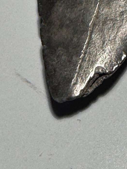 Fossil shark tooth Carcharodon Megalodon Great white Shark. 7 cm Authentic