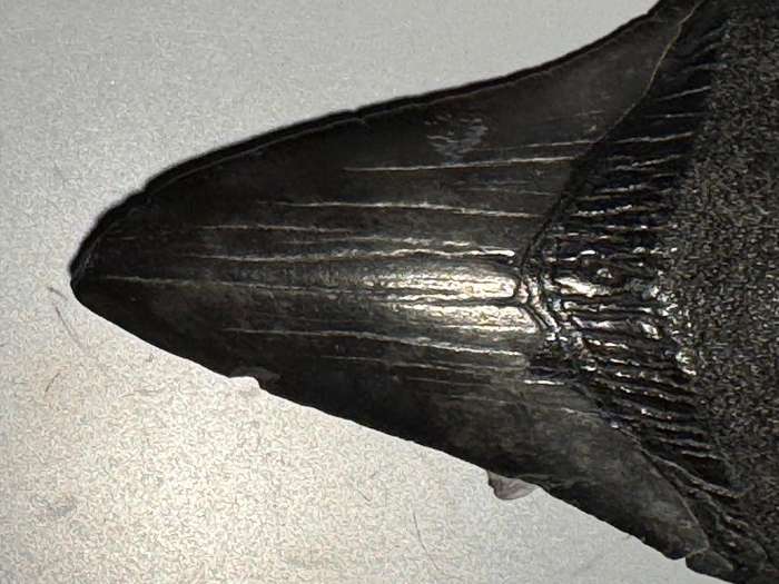 Fossil shark tooth Carcharodon Megalodon Great white Shark. 7 cm Authentic