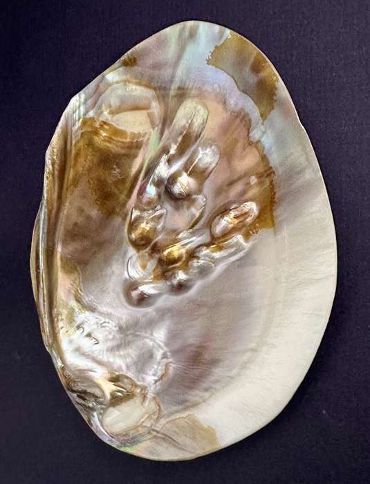 Natural shell with pearl formations. Decorative.  Jewellery Tray Sea shell