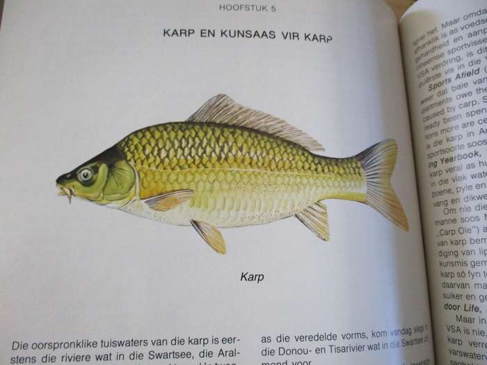 Visgedrag & Kunsaashengel