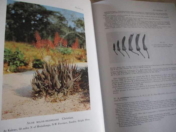 The Aloes of Tropical Africa and Madagascar - Reynolds