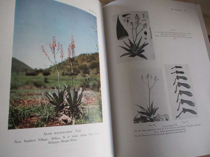 The Aloes of Tropical Africa and Madagascar - Reynolds