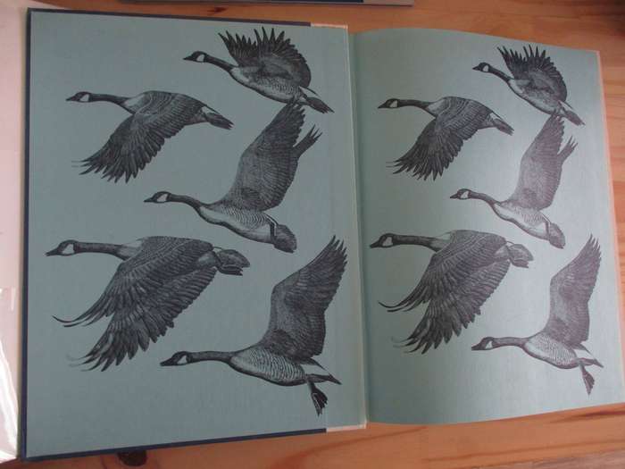 DUCKS, GEESE & SWANS OF THE WORLD