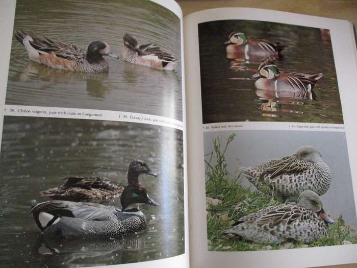 DUCKS, GEESE & SWANS OF THE WORLD