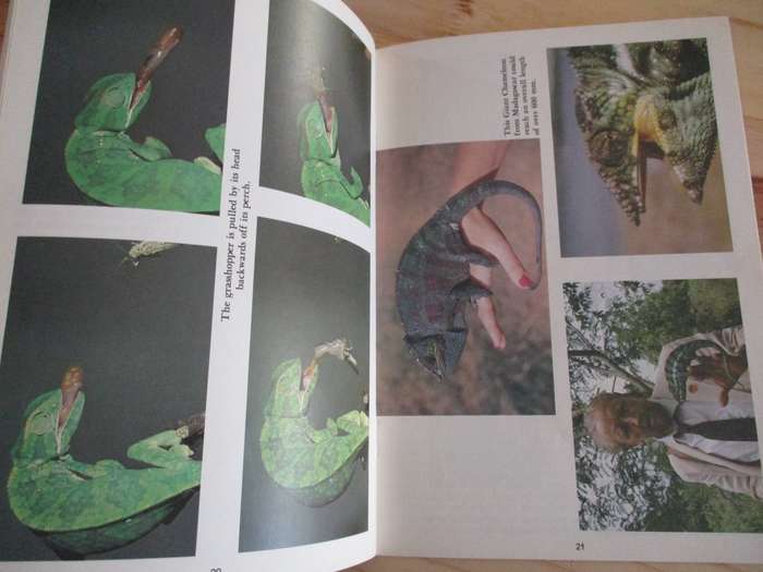 The Life of the CHAMELEON (A Wildlife Handbook)