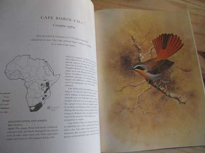 ROBINS OF AFRICA