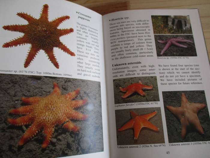 Deep-sea life of Scotland and Norway  Daniel Jones and Andrew Gates