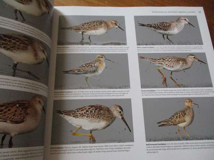 Waders of Europe Lars Gejl