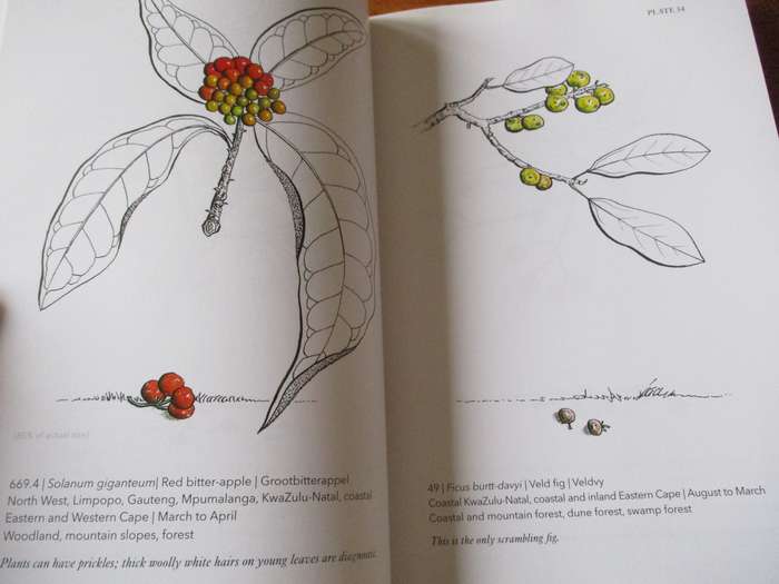 Know them by their fruit  A guide to identifying South African trees A.T. Ankiewicz