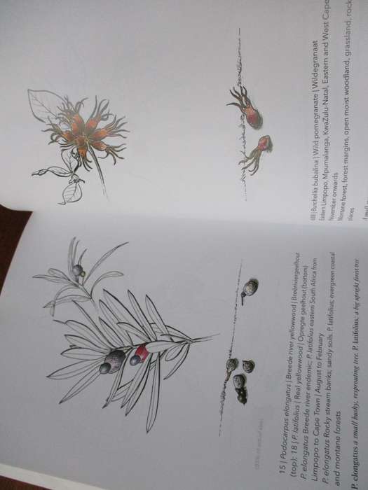 Know them by their fruit  A guide to identifying South African trees A.T. Ankiewicz