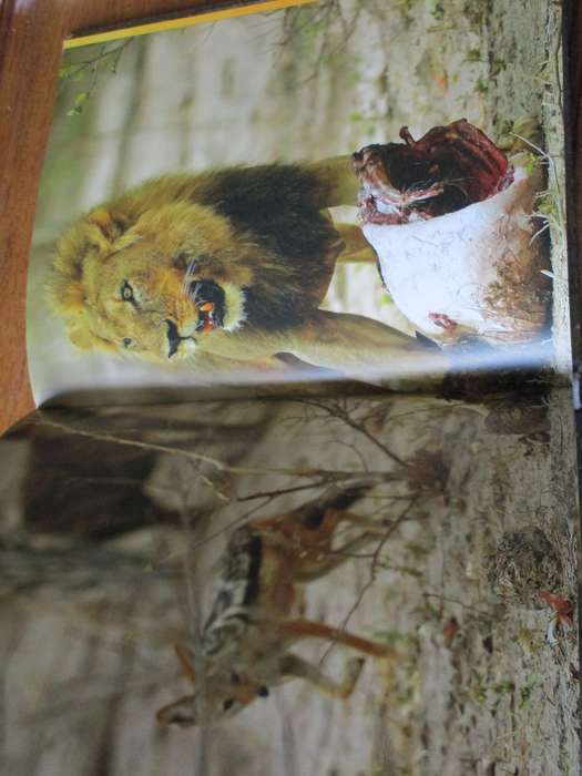 The Essential Africa Michael Poliza
