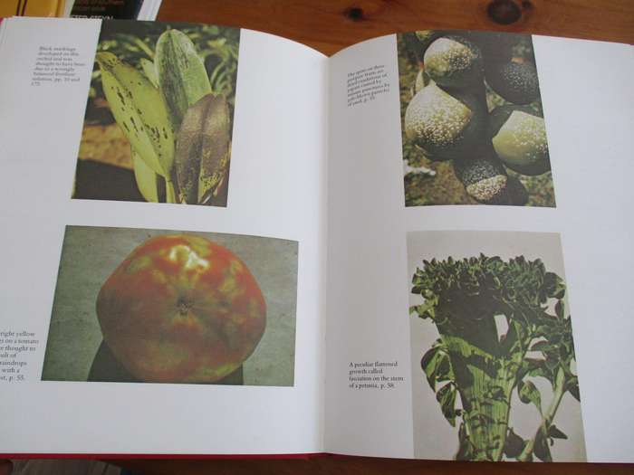 Plant Pests and Diseases - Practical Guide for the SA Gardener. Vincent A Wager