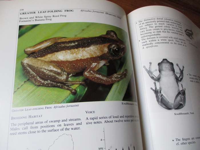 South African Frogs  Passmore & Carruthers