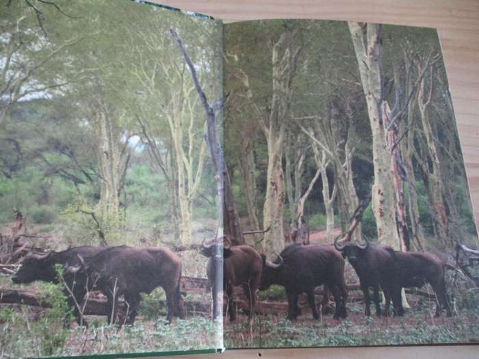 Remarkable trees of South Africa  N. Esterhuyse, J. von Breitenbach, H. Sohnge, I. van der Merwe