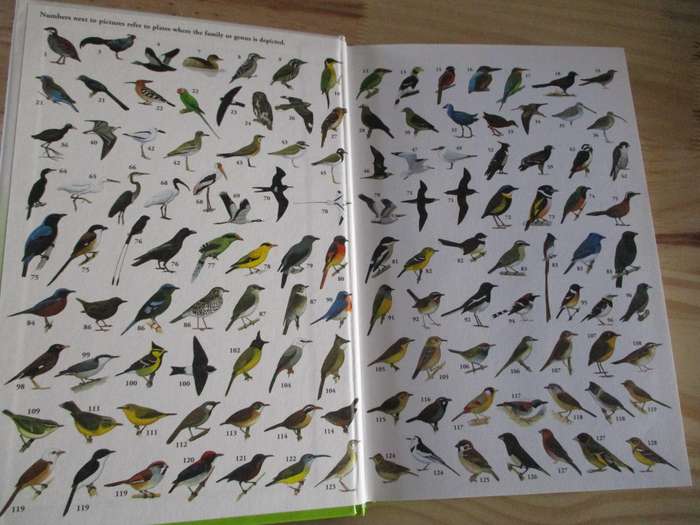 Birds of Thailand  Craig Robson