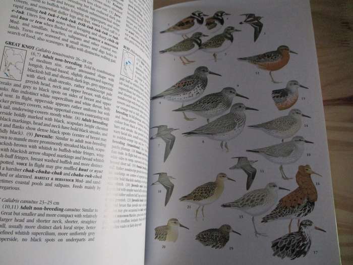 Birds of Thailand  Craig Robson