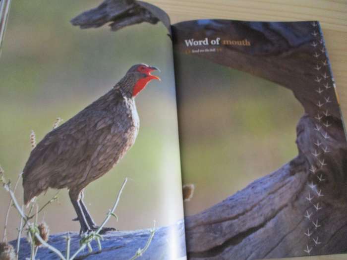 SIGNED. Birds of Naminia  The Journey Continues  Pompie Burger