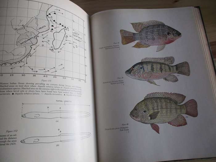 Freshwater Fishes of Southern Africa  R.A. Jubb
