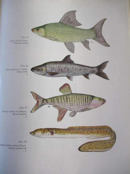 Freshwater Fishes of Southern Africa  R.A. Jubb