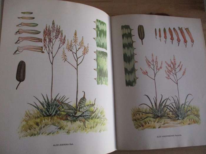 SOUTH AFRICAN ALOES. Barbara Jeppe