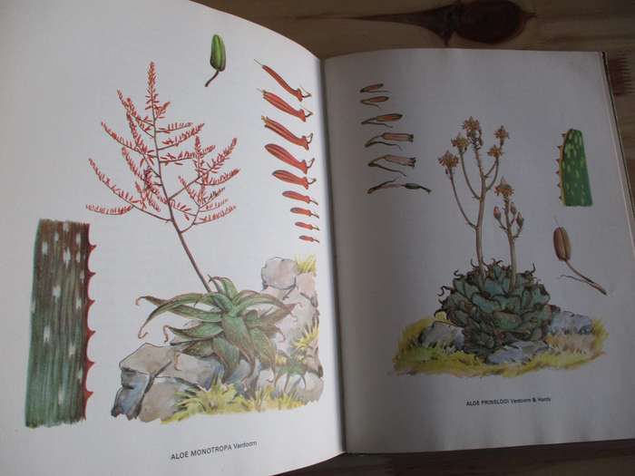 SOUTH AFRICAN ALOES. Barbara Jeppe